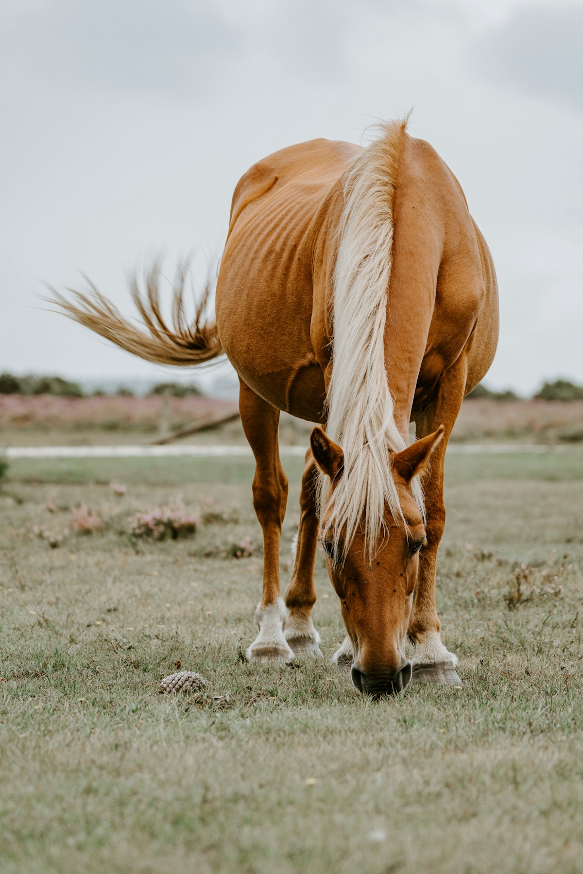 Cheval